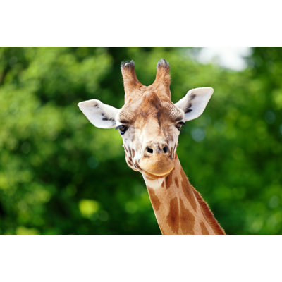 Giraffe by Anitavdb - Wrapped Canvas Print