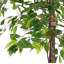 Ficus Tree