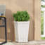 MGO PLANT