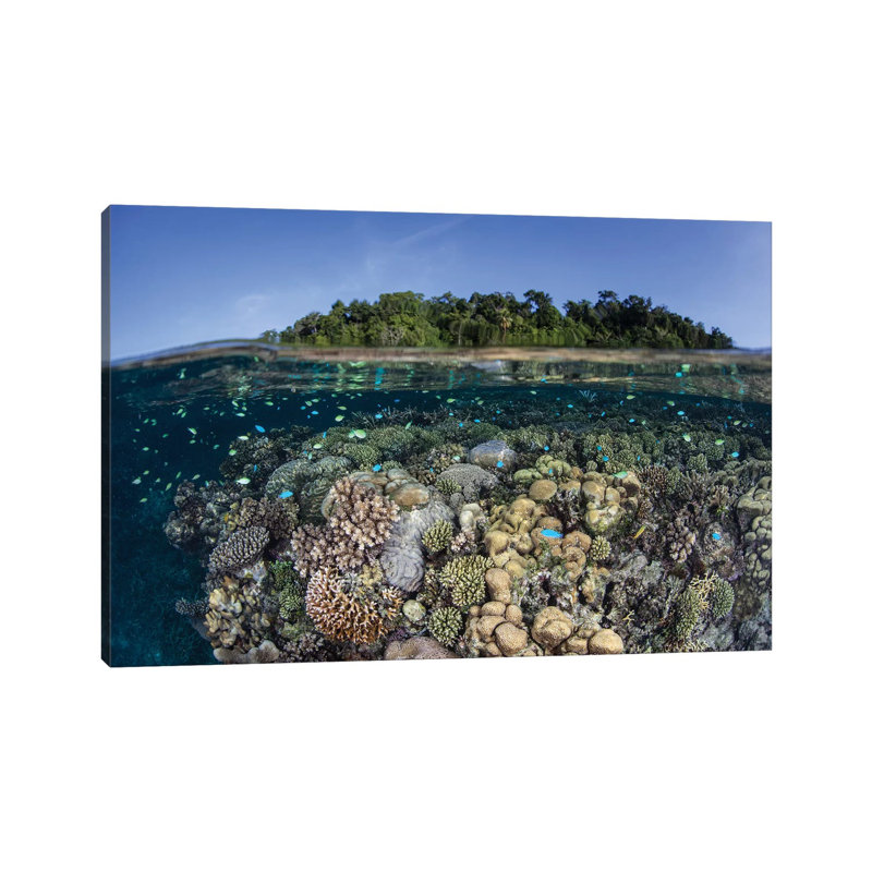 A Diverse Coral Reef Grows In Shallow Water In The Solomon Islands II by Ethan Daniels - Wrapped Canvas Print