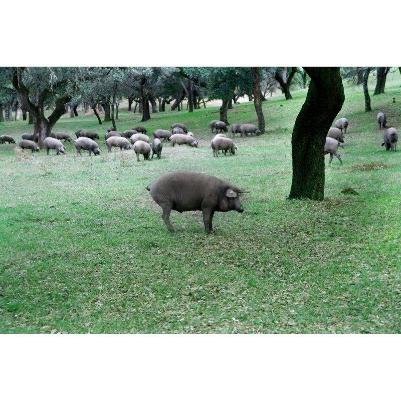 Herd Of Iberian Pigs by Carlosdelacalle - Wrapped Canvas Print, 30cm H x 46cm W