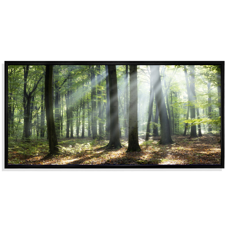 «Sunny Morning Magic Forest», photographie sur toile, Cadre noir, H 8 po x l 12 po x P 1 po