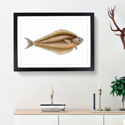 Atlantic Halibut Fish by Edward Donovan - Framed Print