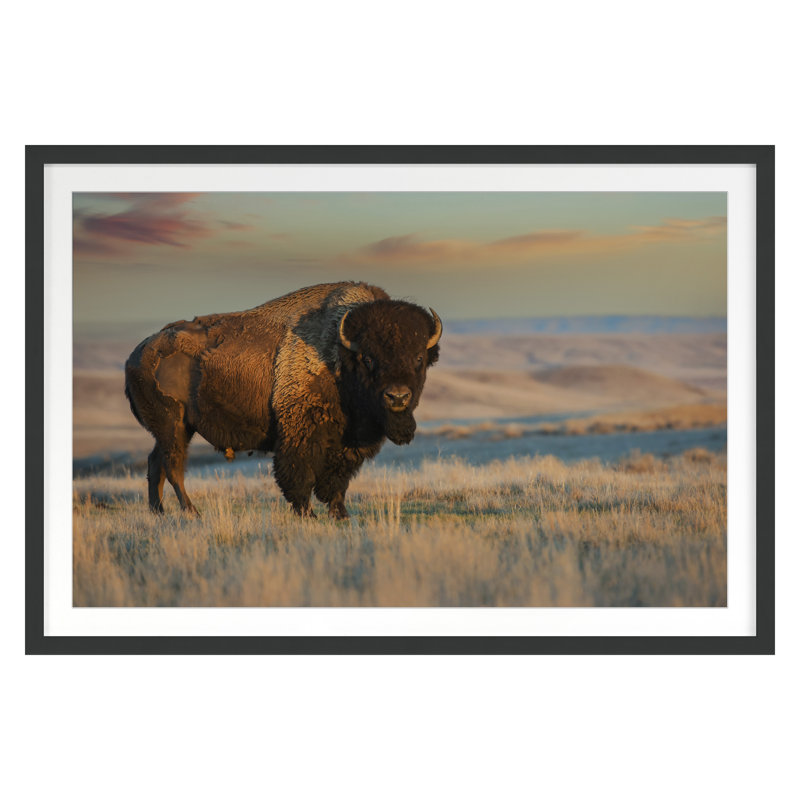 Bison Bull, 34" H x 50" W, Black