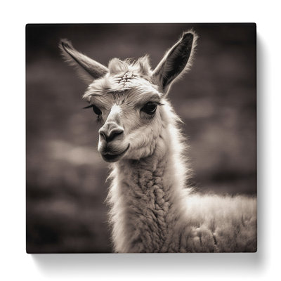 Llama Photograph - No Frame Print