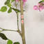 Bougainvillée artificiel