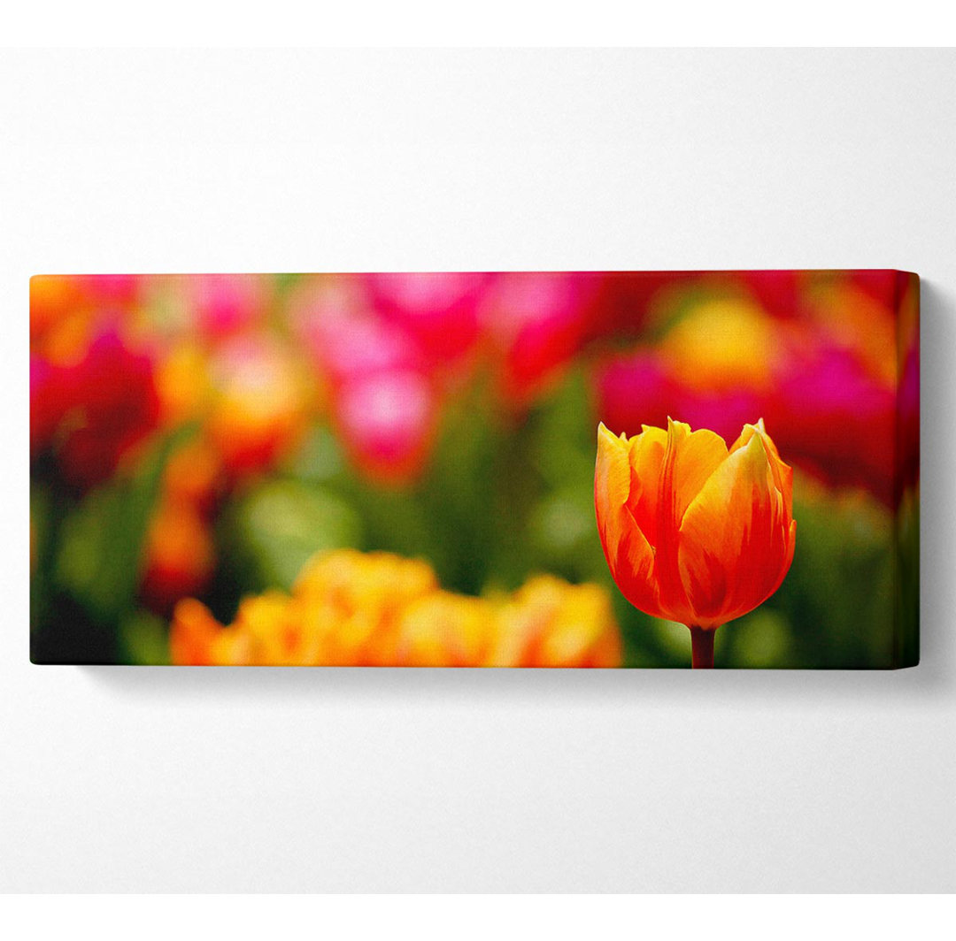 Orangefarbene Tulpen in Blüte - Kunstdrucke auf Leinwand