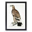 White-Banded Eagle by John Edward Gray - Framed Print-55768562-55768563