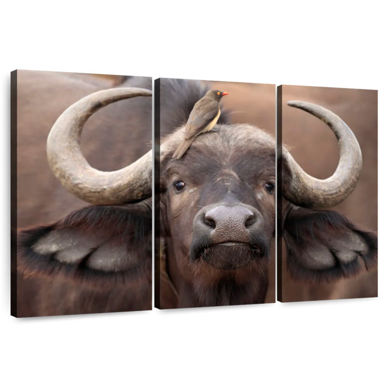 Buffalo And Oxpecker