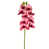 Rose est en rupture de stock