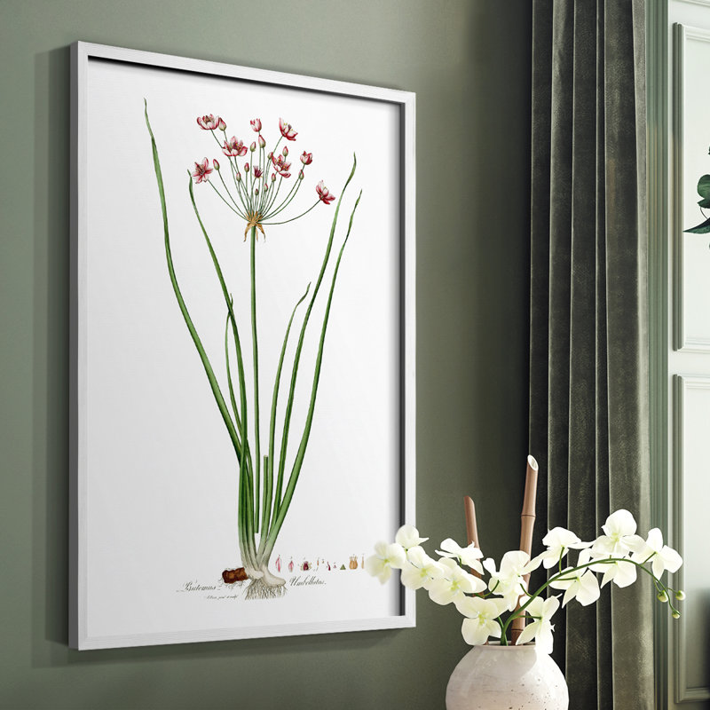 Rose Botanical II, reproduction encadrée - bois massif, Blanc, H 20 po x l 16 po