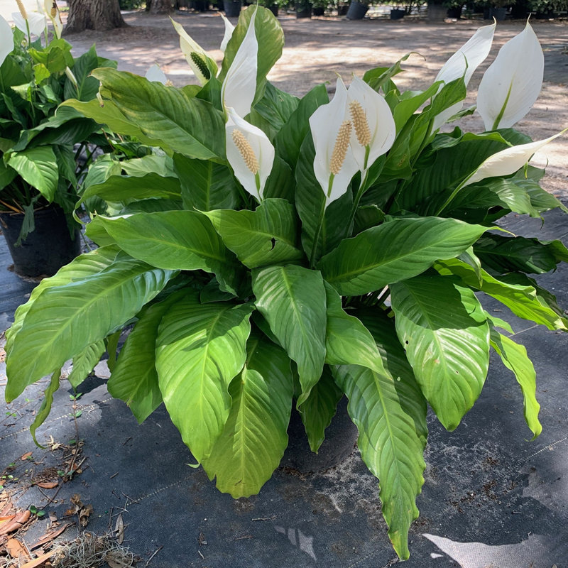 25'' Peace Lily Plant in Pot