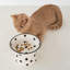 Dexypaws: bol pour chat surélevé en céramique - à pois - 8,7 oz, repas élégant pour animaux de compagnie, repas, nourriture et eau, hauteur ergonomique, surélevé