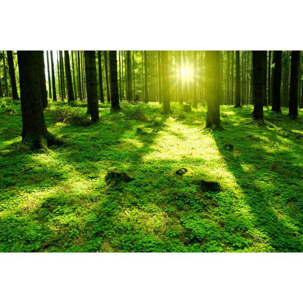 Union Rustic Green Forest - Wrapped Canvas Photograph | Wayfair.co.uk