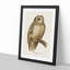 Short-Eared Owl by Von Wright - Picture Frame Painting Print-55764543-55764548