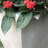Planter-233710364-169871259