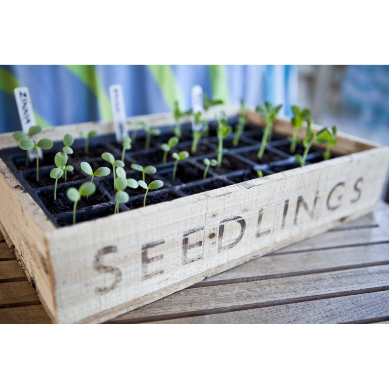 Seedling Box Tray in Greenhouse by Cjp, 8" H x 12" W