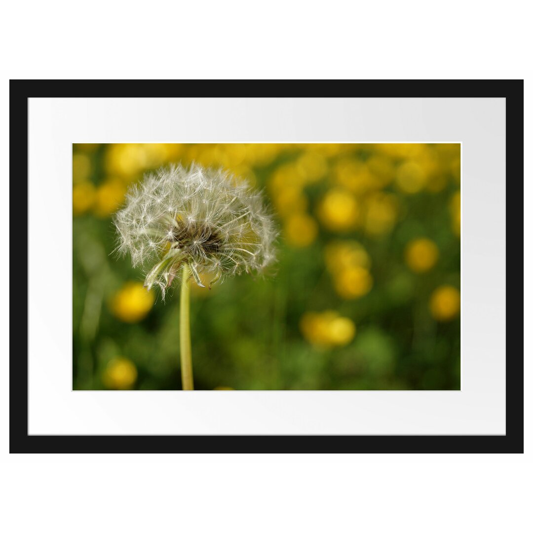 Gerahmtes Poster Pusteblume vor Wildwiese