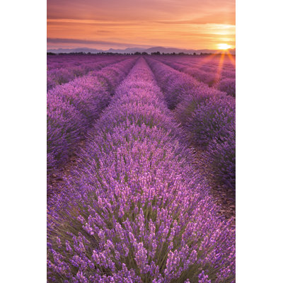 Lever de soleil sur les champs de lavande en Provence, France - photographie sur toile tendue