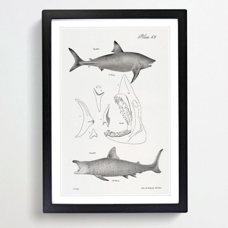 Illustrations of Sharks by J.E. De Kay - Picture Frame Graphic Art Print, 36cm H x 27cm W x 2cm D, Black Framed