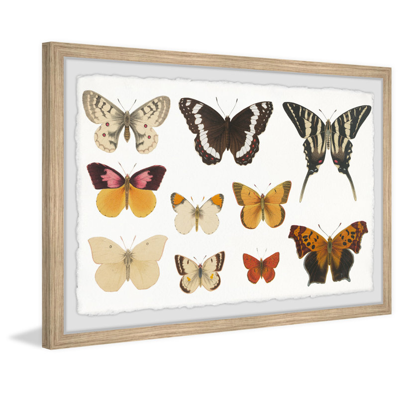 «The Butterfly Collection», reproduction encadrée, H 24 po x l 36 po