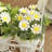 9.1'' Faux Daisy in Ceramic Pot