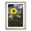 Sunflower - Picture Frame Painting Print-55613597-55613598