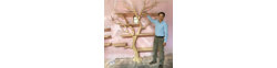 Logo Treeshelfs.com
