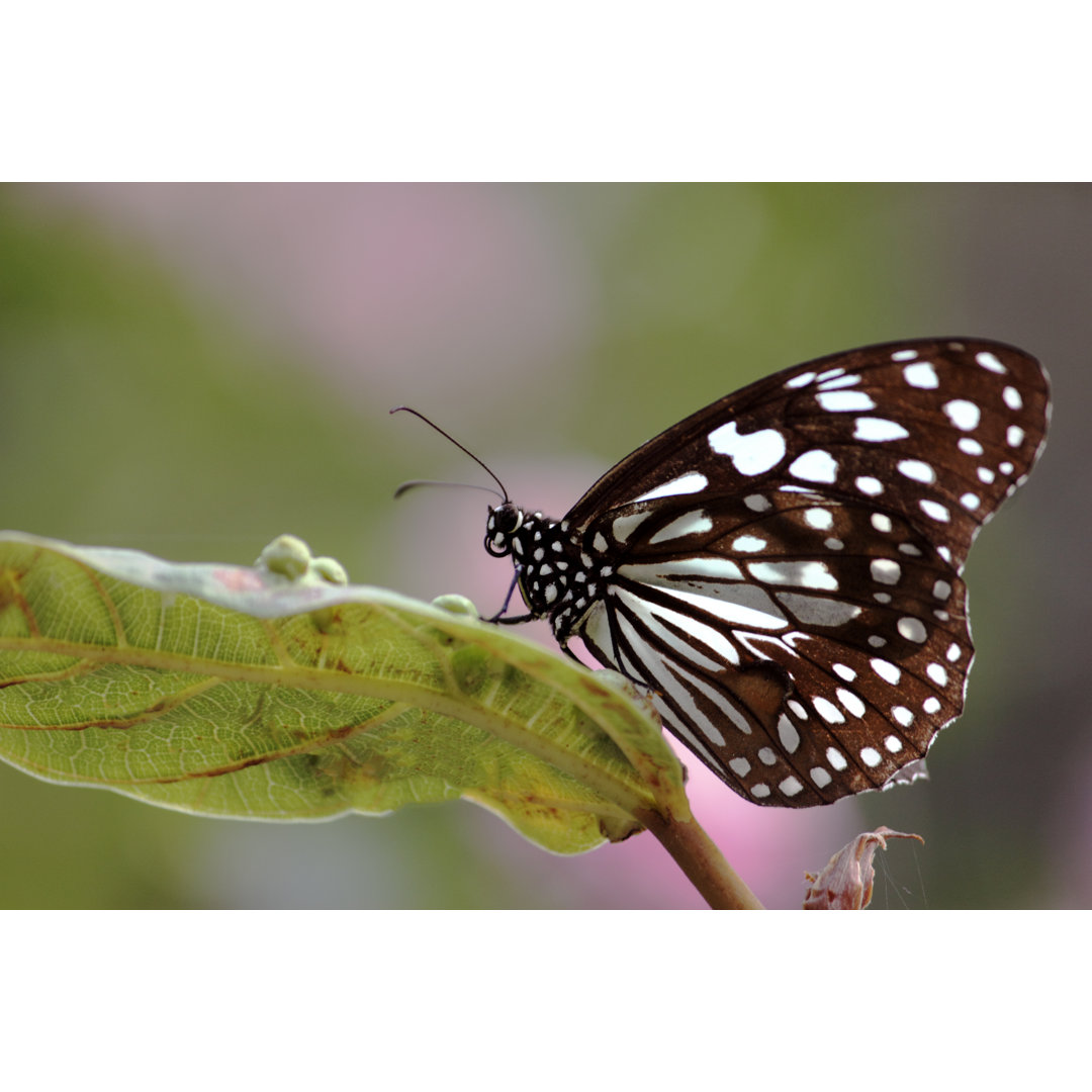 Schmetterling mit unscharfem natürlichen Hintergrund von Naveen0301 - Kunstdrucke