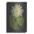 " Lily " by Lettered & Lined