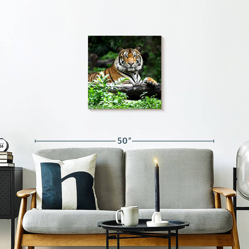 Brampt Resting Bengal Tiger