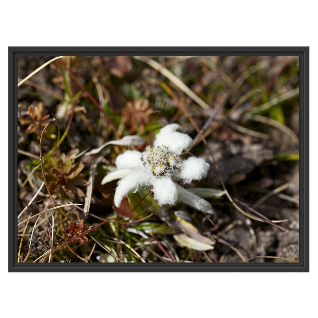 Gerahmtes Wandbild watteüberzogene Blüte