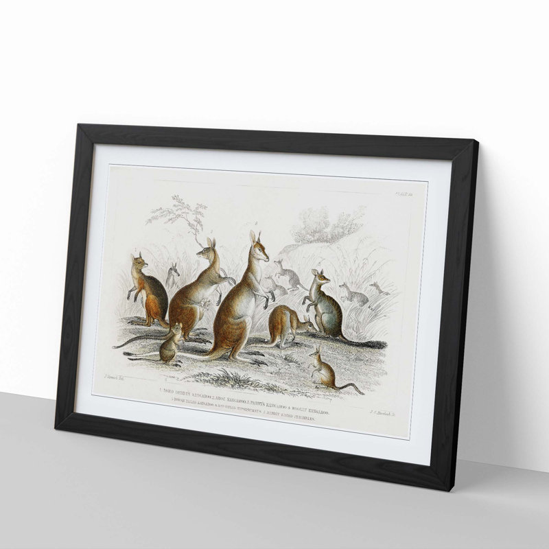 Kangaroos by Oliver Goldsmith - Picture Frame Graphic Art Print, Black Framed, 27cm H x 36cm W x 2cm D