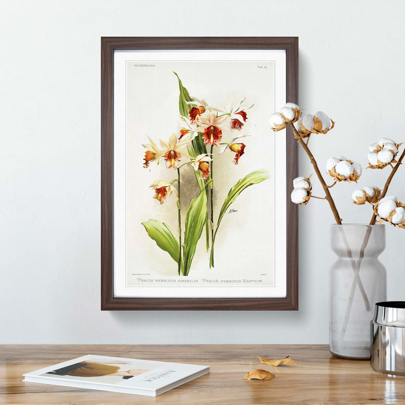 Magnolia Flowers Illustration Tab. 90 by Frederick Sander - Picture Frame Painting Print, 50cm H x 35cm W x 2cm D, Walnut