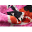 Coussin décoratif-907568972