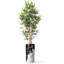 Arbre artificiel en pot de soie artificiel en bambou contemporain-103687309