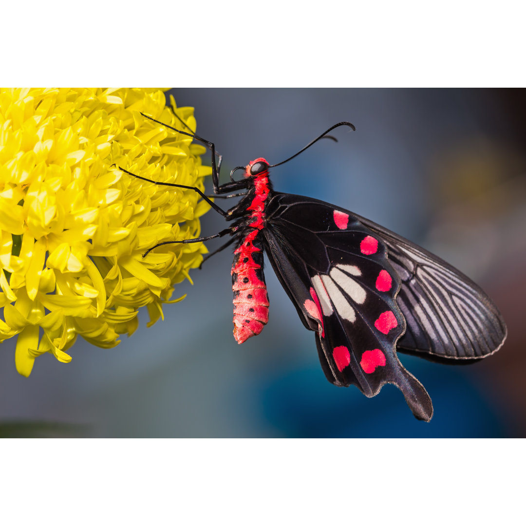 Rose Schmetterling - Leinwandbild