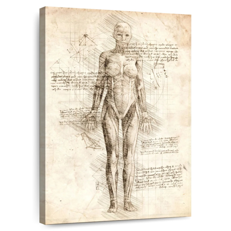 Anatomie féminine Keiri, H 12 po x l 8 po