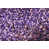 Ultra Violet is out of stock