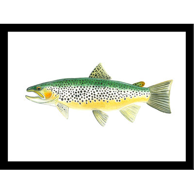 " Trout "