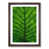 Walnut Framed