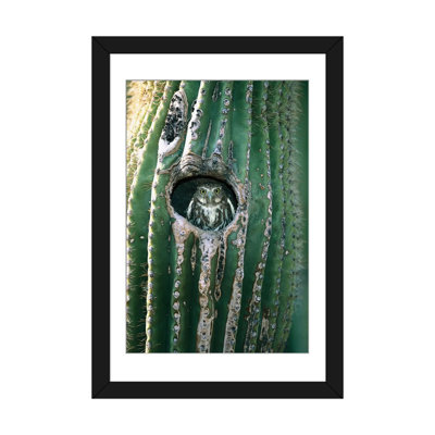«Pygmy-Owl» ferrugineux adulte regardant par un trou de nid dans un cactus de Saguaro, Altar Valley, Arizona par Tom Vezo - reproduction d'art sur toile tendue