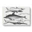 Shark And Dolphins by Thomas Astley - Wrapped Canvas Print-55318479