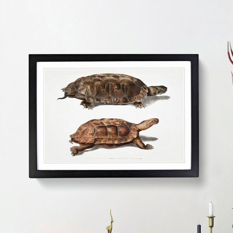 Two Terrapins by John Edward Gray - Picture Frame Painting Print, 27cm H x 36cm W x 2cm D, Black Framed