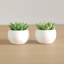 Ensemble de plantes grasses artificielles en pot 2 pièces
