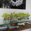 Driftwood Cymbidium Orchids Centerpiece in Glass Planter-1216674910-1216674911
