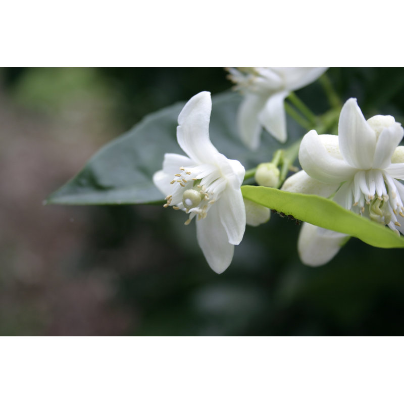 Orange blossom, 61cm H x 91cm W