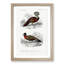 Bird Illustrations PL. 7 by Charles D' Orbigny - Single Picture Frame Painting-55457161-55457162
