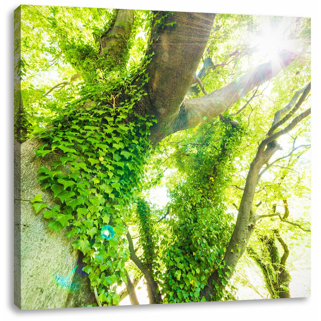 Leinwandbild Wundervoller Baum im Sonnenlicht