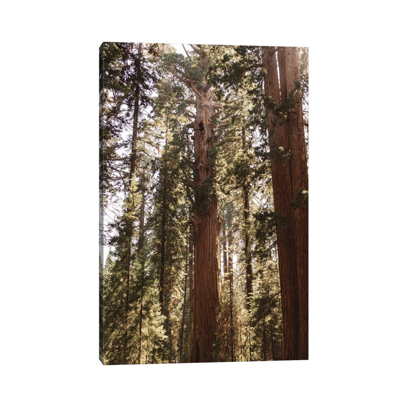 Reproduction de photo sur toile tendue, "Sequoia National Park xiv" par Bethany Young, H 12 po x l 8 po x P 0,75 po